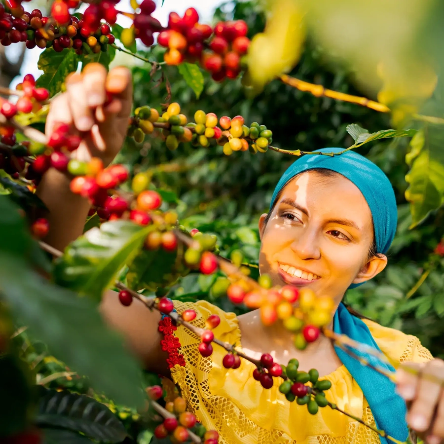 Donna che raccoglie chicchi di caffè da una piantagione